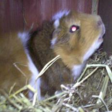 Marsvin Rex (solgt)    ;(