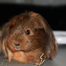 Marsvin Mulle - R.I.P. :'( !