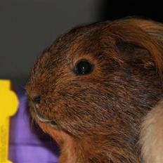 Marsvin Mulle - R.I.P. :'( !