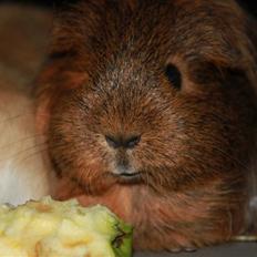 Marsvin Mulle - R.I.P. :'( !