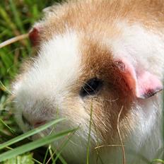 Marsvin      Molly - R.I.P. ! :´(