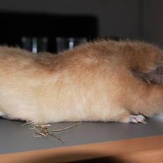 Marsvin      Molly - R.I.P. ! :´(