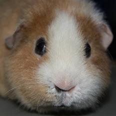 Marsvin      Molly - R.I.P. ! :´(