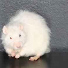 Tamrotte Alenya's Miraculum