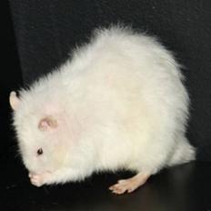 Tamrotte Alenya's Miraculum