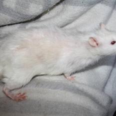 Tamrotte Alenya's Miraculum