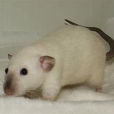 Tamrotte Citadela SunnyRat  R.I.P