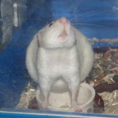 Tamrotte Citadela SunnyRat  R.I.P