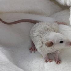 Tamrotte Alenya's Hvem