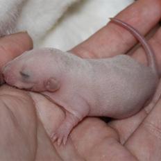 Tamrotte Alenya's Hvem