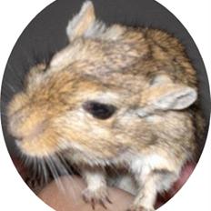 Ørkenrotte Signe *RIP*