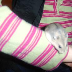 Dværghamster filur(rip)