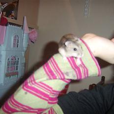 Dværghamster filur(rip)