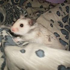 Hamster Felix (R.I.P.)