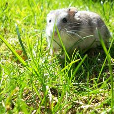 Dværghamster Yuggie