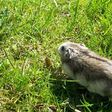 Dværghamster Yuggie