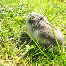 Dværghamster Yuggie