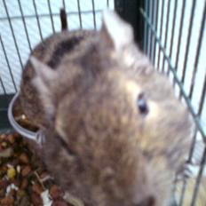 Degu Minnie