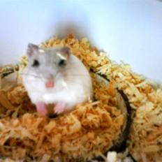 Hamster Bølle 