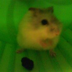 Hamster Bølle 