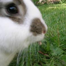 Kanin Sofie<3 givet væk:/