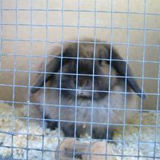 Kanin Jill superstar