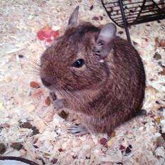 Degu Mickey