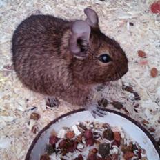 Degu Mickey
