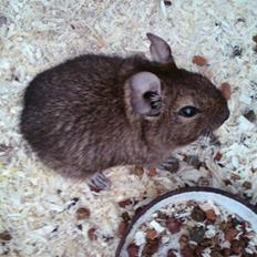 Degu Mickey