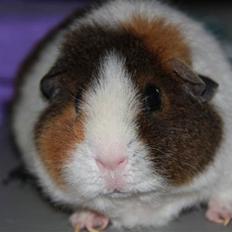 Marsvin                       iDa