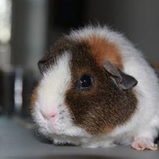 Marsvin                       iDa