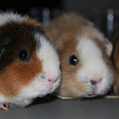 Marsvin                       iDa