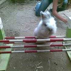 Kanin Cirkeline (bamse)<3 R.I.P