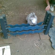 Kanin Cirkeline (bamse)<3 R.I.P