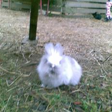 Kanin Cirkeline (bamse)<3 R.I.P