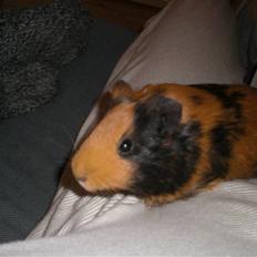 Marsvin Twiggy<'3 givet væk..<3