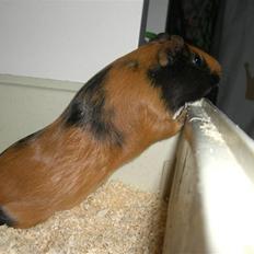 Marsvin Twiggy<'3 givet væk..<3