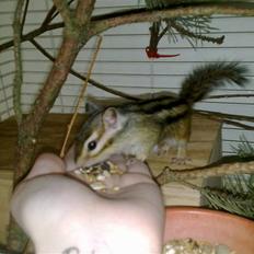 Jordegern Emma/Fiona