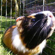 Marsvin Tøsen Aka. Gnaske <3