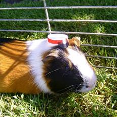 Marsvin Tøsen Aka. Gnaske <3