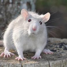 Tamrotte Baby Ratz Joyfull *Aflivet*