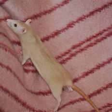 Tamrotte Baby Ratz Joyfull *Aflivet*