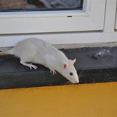 Tamrotte Baby Ratz Joyfull *Aflivet*