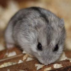Dværghamster Hebe