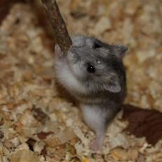 Dværghamster Hebe