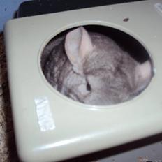 Chinchilla uffe SOLGT