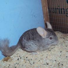 Chinchilla uffe SOLGT