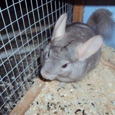 Chinchilla uffe SOLGT