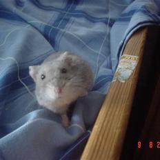 Dværghamster Perle