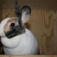 Kanin A Sign Of Thunder